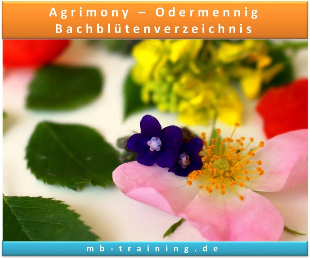 Heilen Sie Körper & Seele mit Agrimony-Odermennig: Lernen Sie mehr im Bachblüten Verzeichnis, Anwendung und Beschwerden in der Bachblütentherapie. Jetzt entdecken!